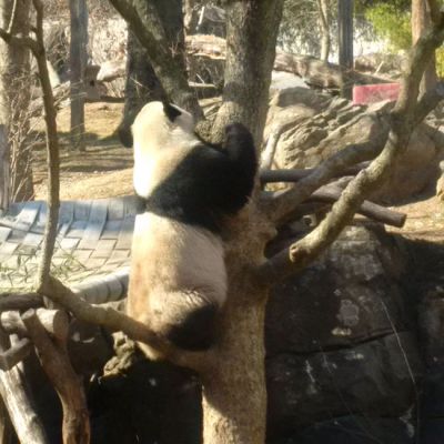 Bao Bao’s almost there, Smithsonian National Zoo, February 21, 2017.