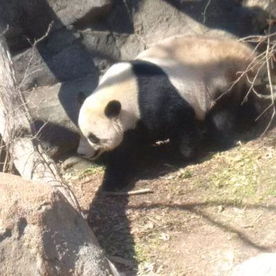 Bao Bao on a mission, Smithsonian National Zoo, February 21, 2017.