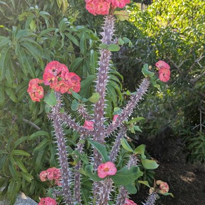 Crown of Thorns