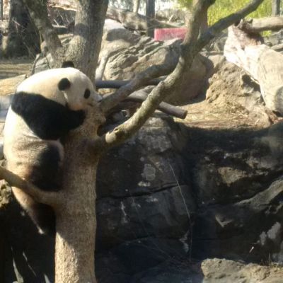 Bao Bao hugs a tree, Smithsonian National Zoo, February 21, 2017.