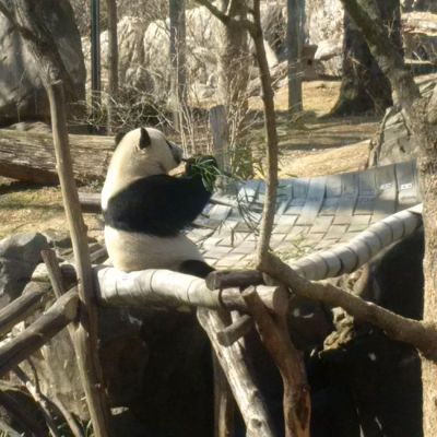 Yessss, oh so good!, Smithsonian National Zoo, February 21, 2017.